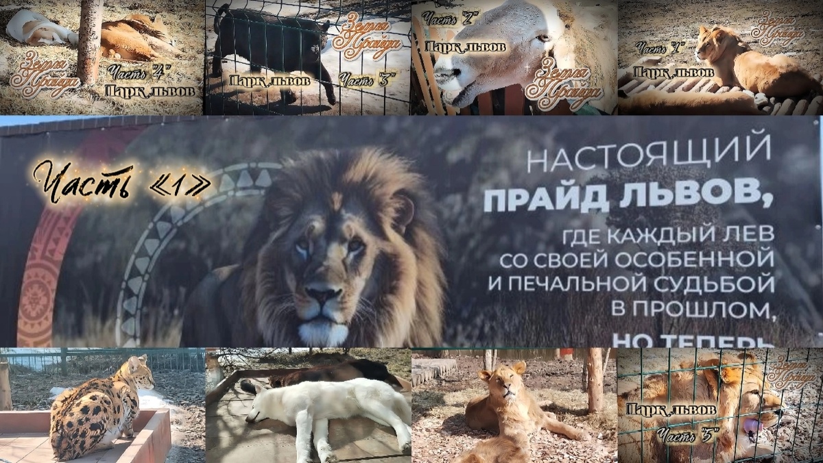 Коллаж обложек видео из парка львов, всего 9 видео публикации.