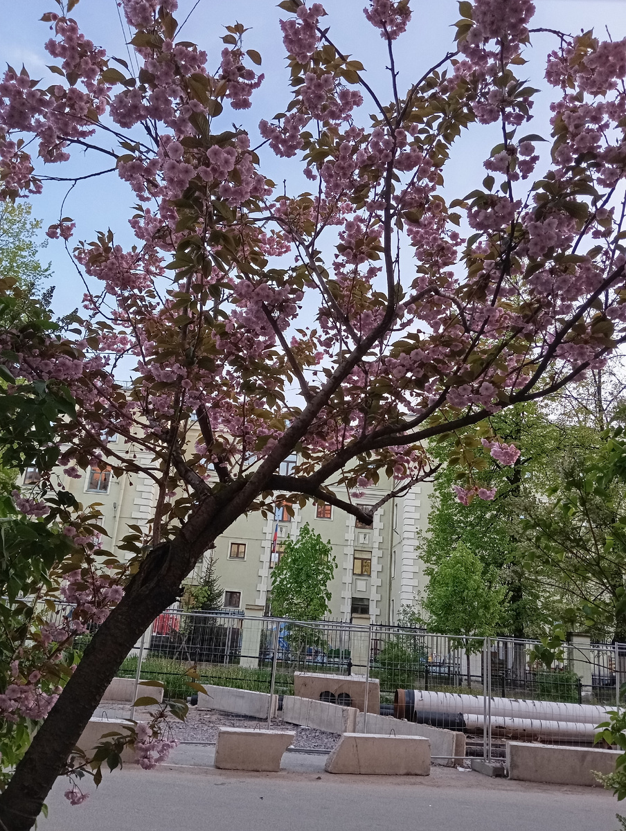 Фото китайской вишни.