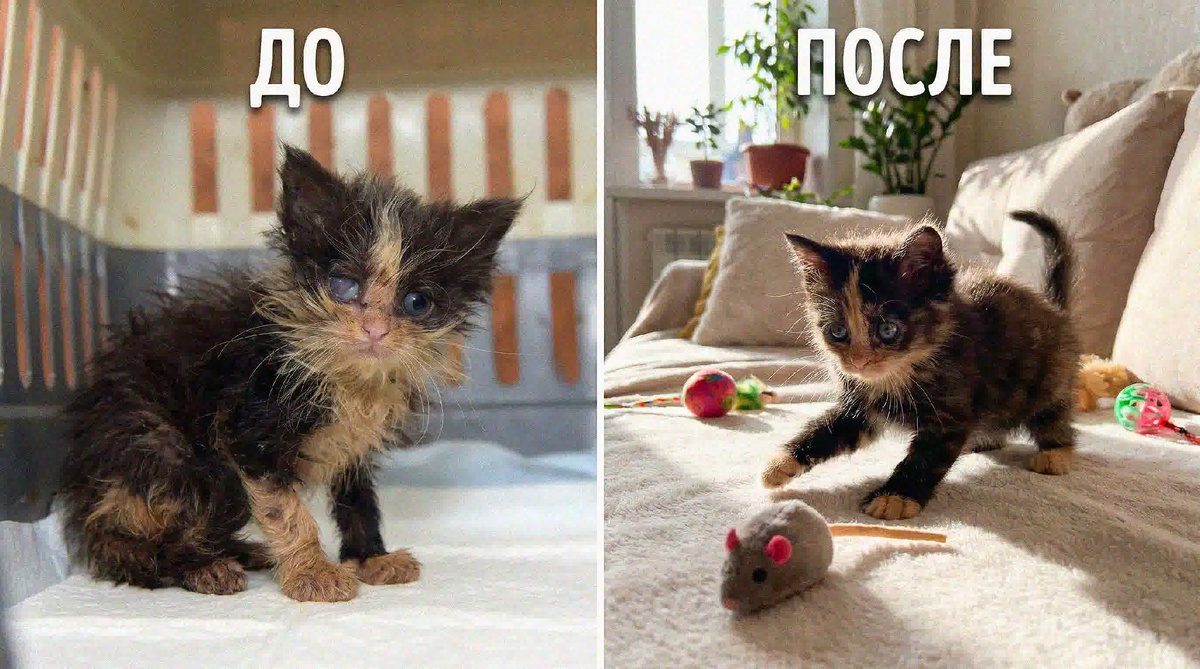 Как мы выходили больного котенка
