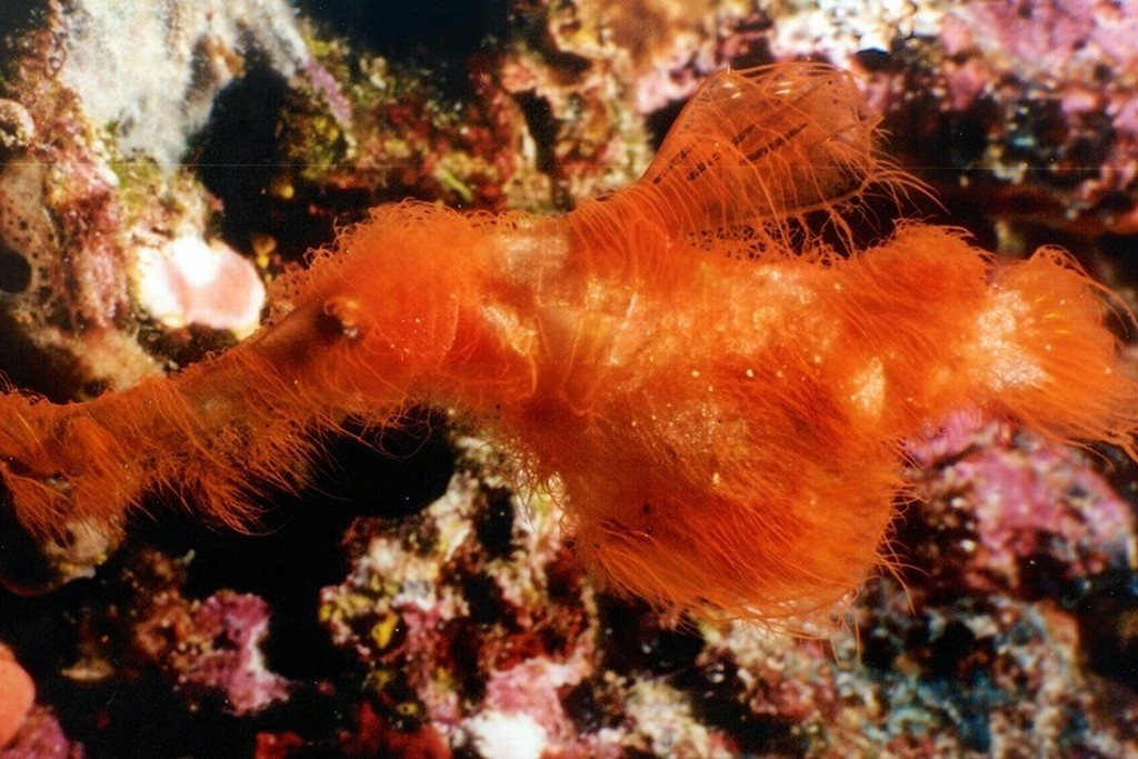    Фото © David Harasti / Journal of Fish Biology