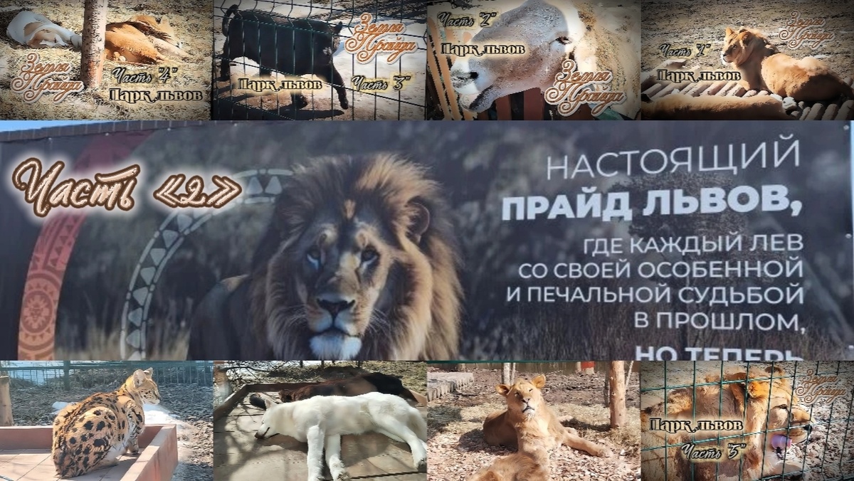 Коллаж обложек видео из парка львов, всего 9 видео публикации.