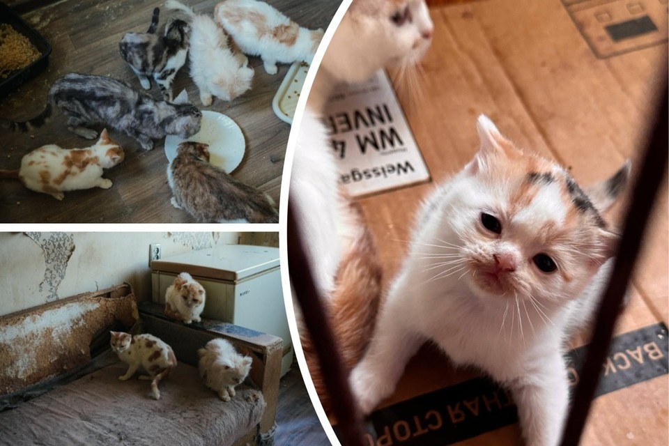    Кошек нашли в удрученном состоянии. Фото: Предоставлено Галиной