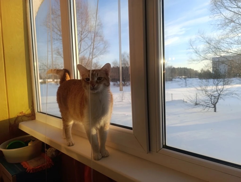 Вот перевно так (это мой Рыжик) 