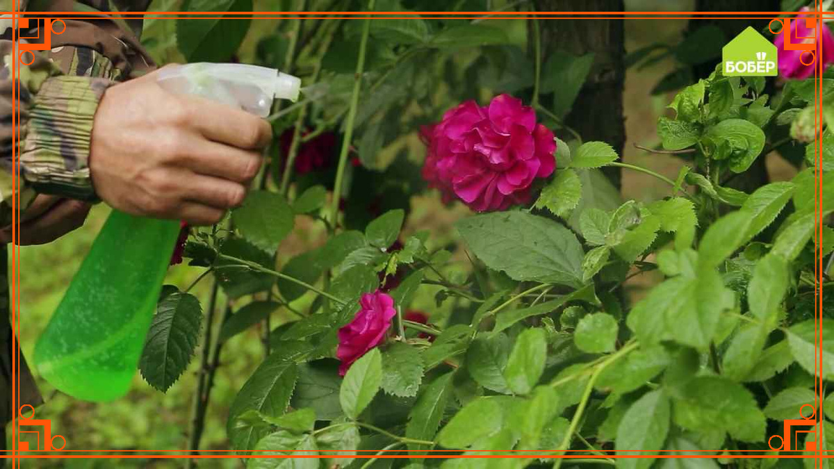 Фото из Интернета. Что делать, если тля атаковала розы и молодые побеги – экстренные меры
