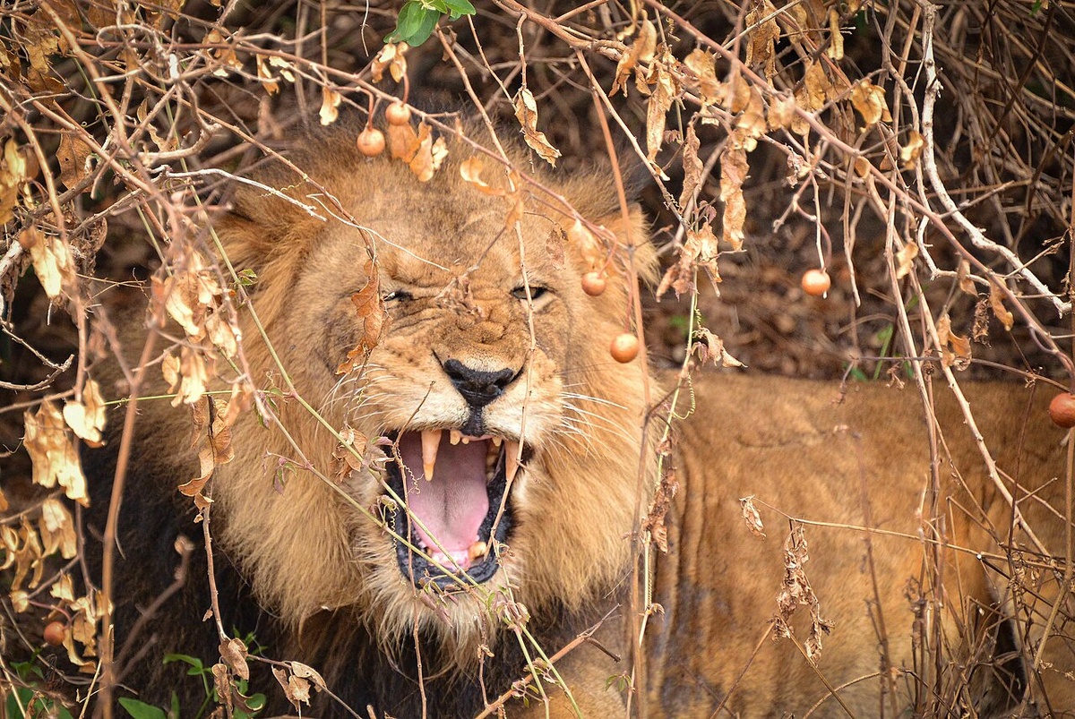 https://ru.wikipedia.org/wiki/Лев#/media/Файл:Uganda_Natural_World_(23543766602).jpg