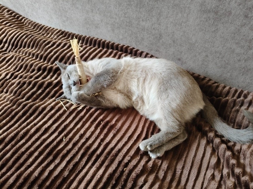 Симба.