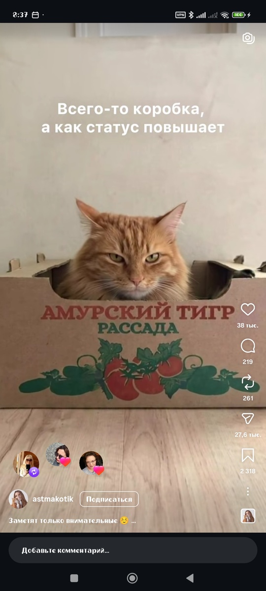 Рассада амурского тигра....