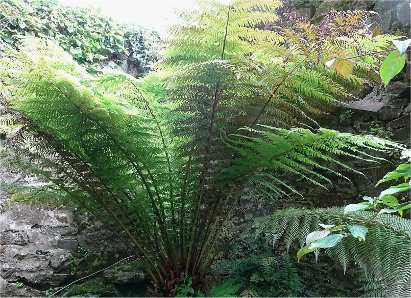 Dicsonia antarctica
