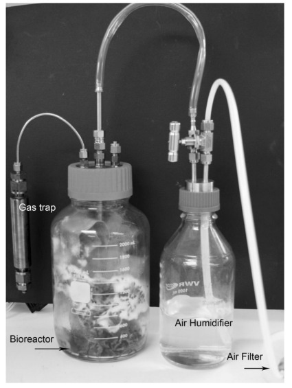Fig. 1 The bioreactor setup used to do solid state fermentation, with 50 g of sugar beet pulp on which Urnula sp. was grown. The VOCs of the fungus were trapped in the stainless steel gas trap on the left. The mycelium is at the 3-week growth stage