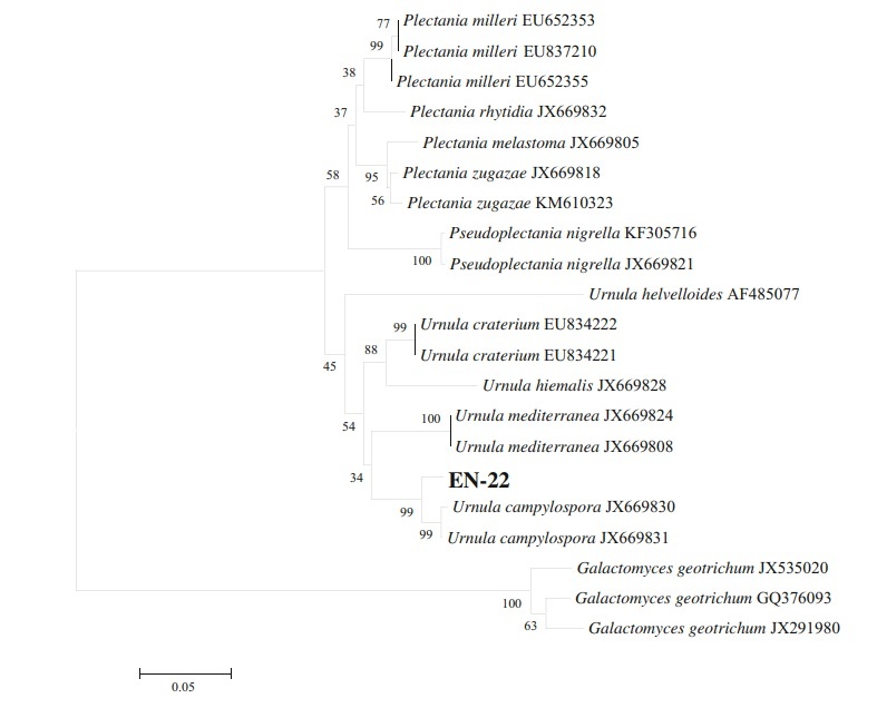 Fig. 3 Phylogenetic tree of EN22 based on ITS-5.8S rDNA. The tree was constructed by MEGA6 using neighbor-joining (NJ) method with Kimura twoparameter substitution model. The resulting tree was evaluated with 1000 bootstrap replications