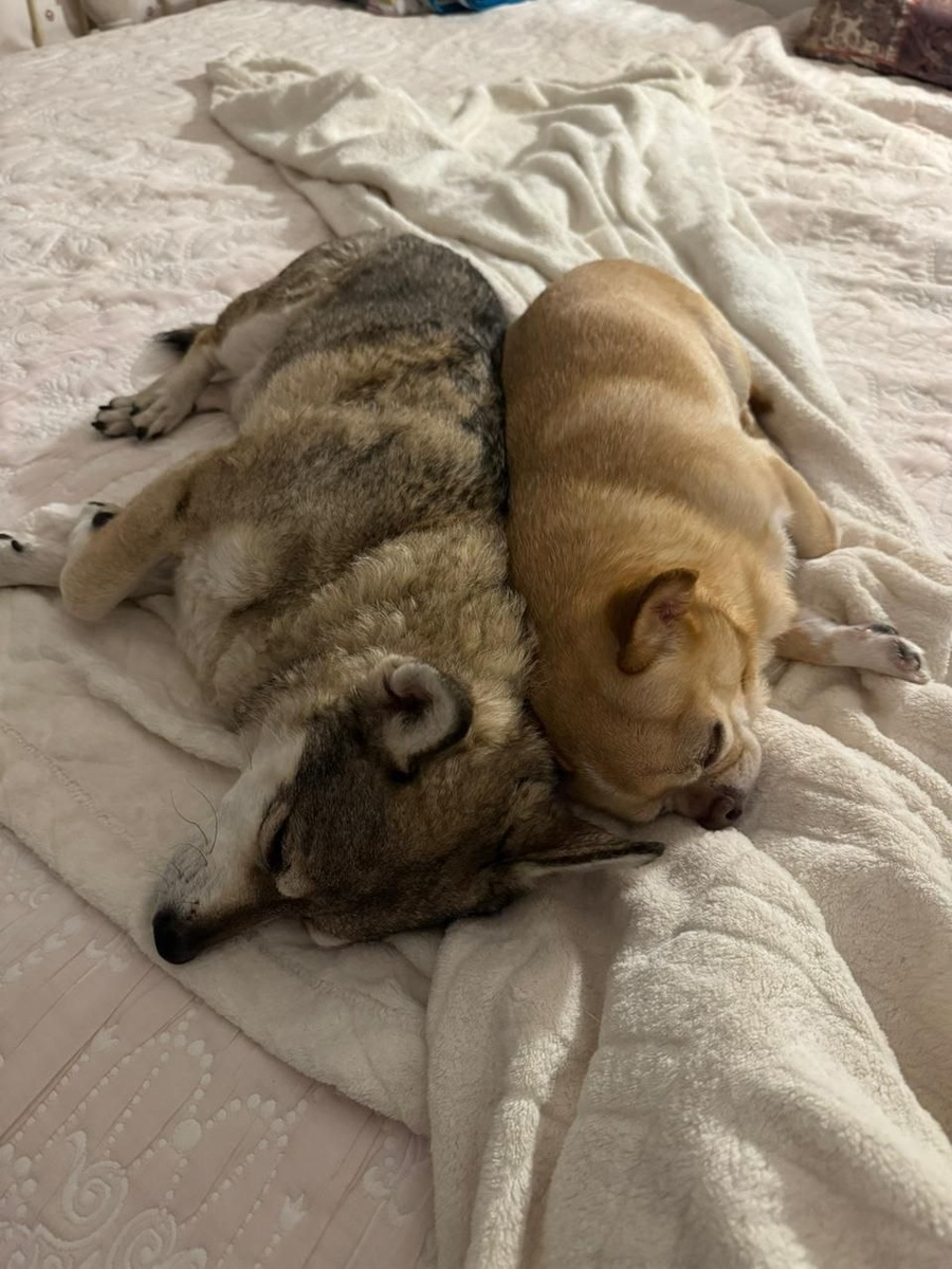 💤💤