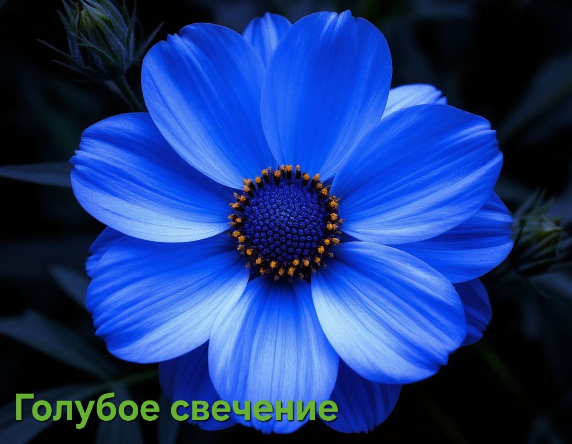 ГОЛУБОЕ СВЕЧЕНИЕ!