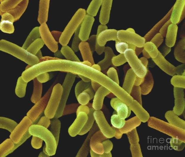 Lactobacillus acidophilus, фото Денниса Кункеля
