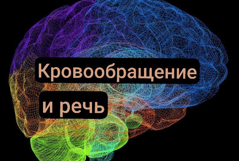 Кровообращение головного мозга.