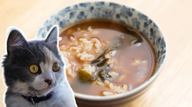 Кошки сами в шоке, за что такие гонения на их еду