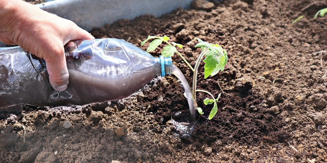 Почему ваши томаты уходят в листья: секреты агронома 🍅