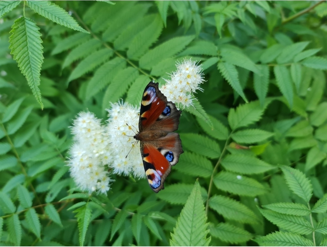 Махаон. Дневная бабочка из семейства нимфалид. Латинское биноминальное название происходит от Īnachis - царя Инаха и его дочери Ио в древнегреческой мифологии.