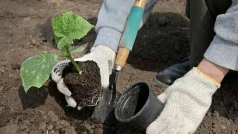 Главное при посадке огурцов рассадой — сохранить земляной ком
