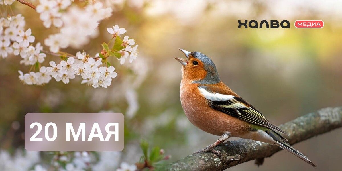 20 мая — день рождения многих известных людей. Источник: Bachkova Natalia / Shutterstock / FOTODOM📷
