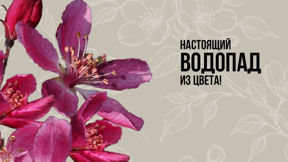 Представляем вам не просто яблоню, а настоящий водопад из цвета — Яблоня плакучая Роял Бьюти (Malus Royal Beauty