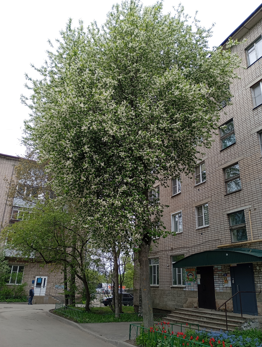Фото сделано мною собственноручно. Традиционное в мае цветение черёмухи и тюльпанов
