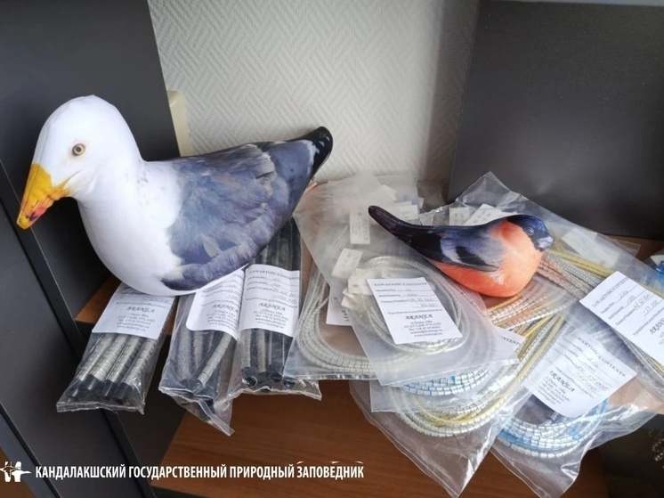     Кольцевать птиц начнут в июне. Фото: пресс-служба Кандалакшского природного заповедника