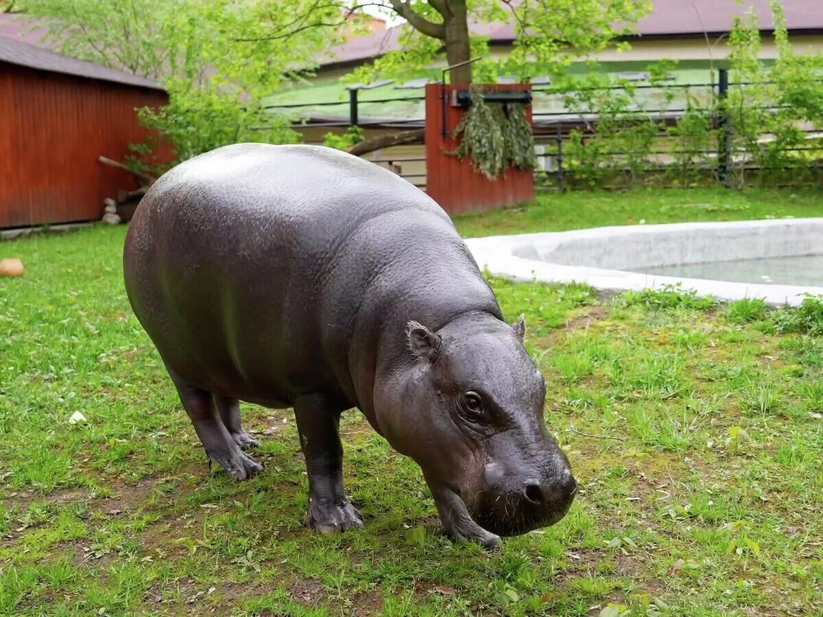    Первая уличная прогулка карликового бегемота Ксюши после зимы | © Moscowzoo_official