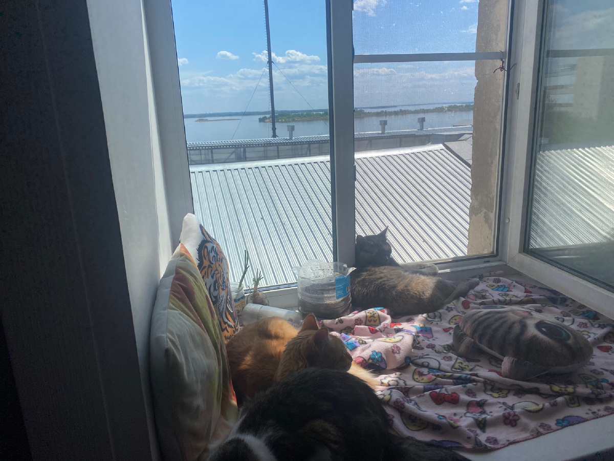 В том году тоже было тепло и солнечно 🌞 🐈 🐈‍⬛ 