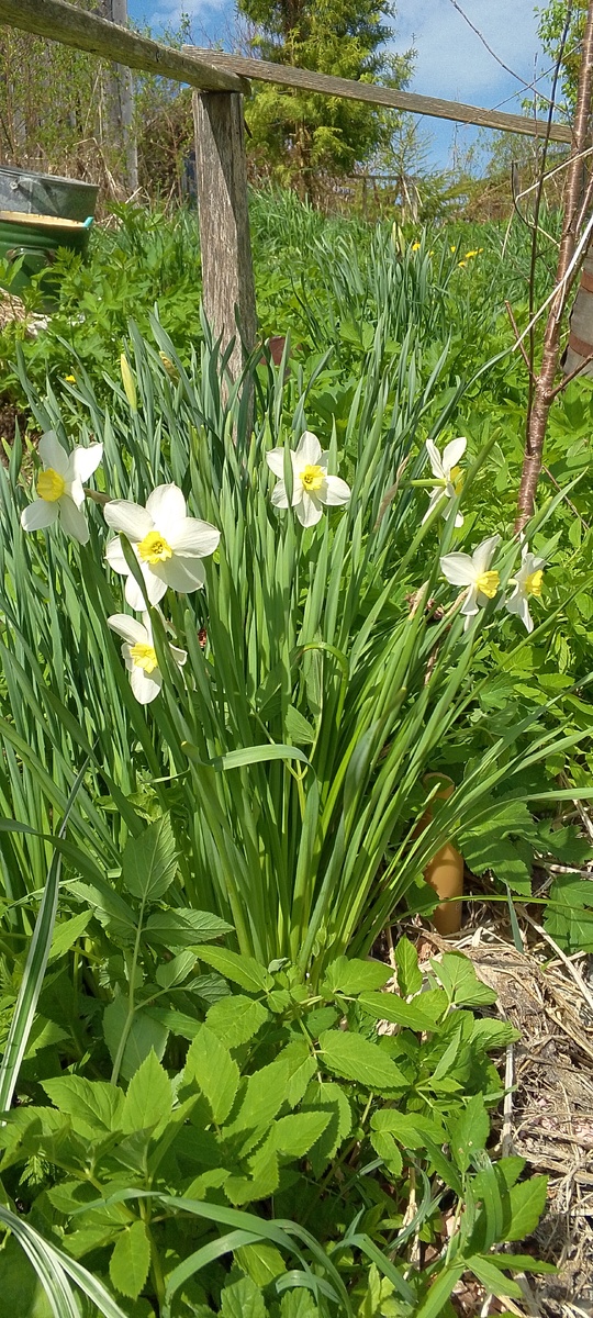 Нарциссы обычные🌸