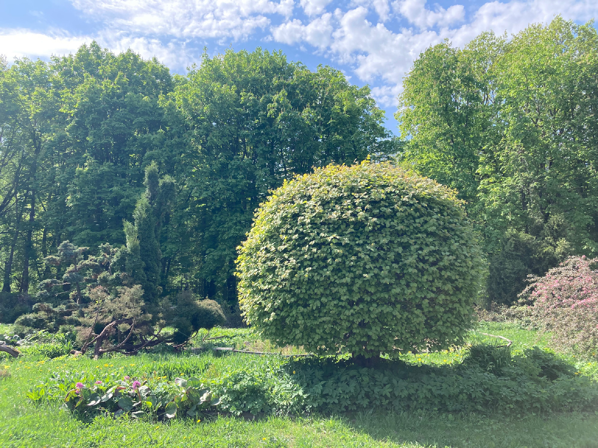 16.05.2026, Ботсад ННГУ, фигурная стрижка боярышника (3 раза за сезон!), фото мое