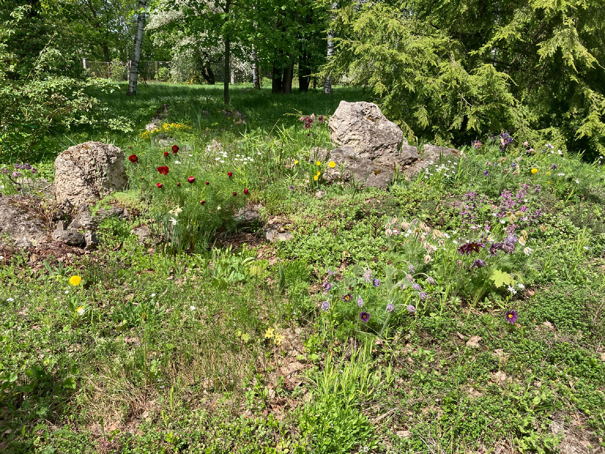 16.05.2026, Ботсад ННГУ, зацветает пион тонколистный, фото мое
