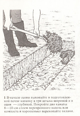Как высаживать и выращивать малину