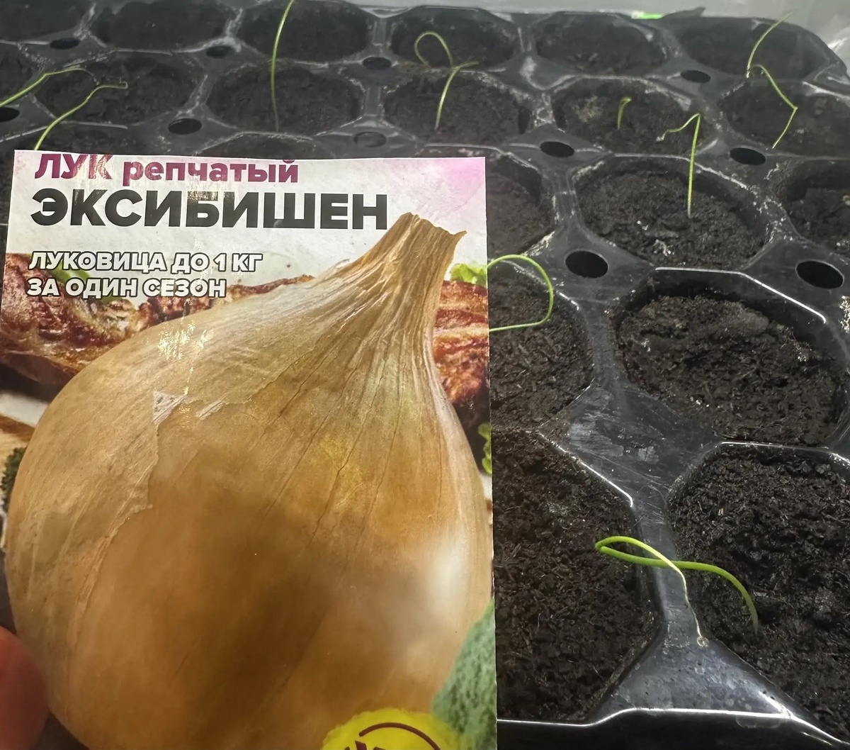 лук Эксибишен