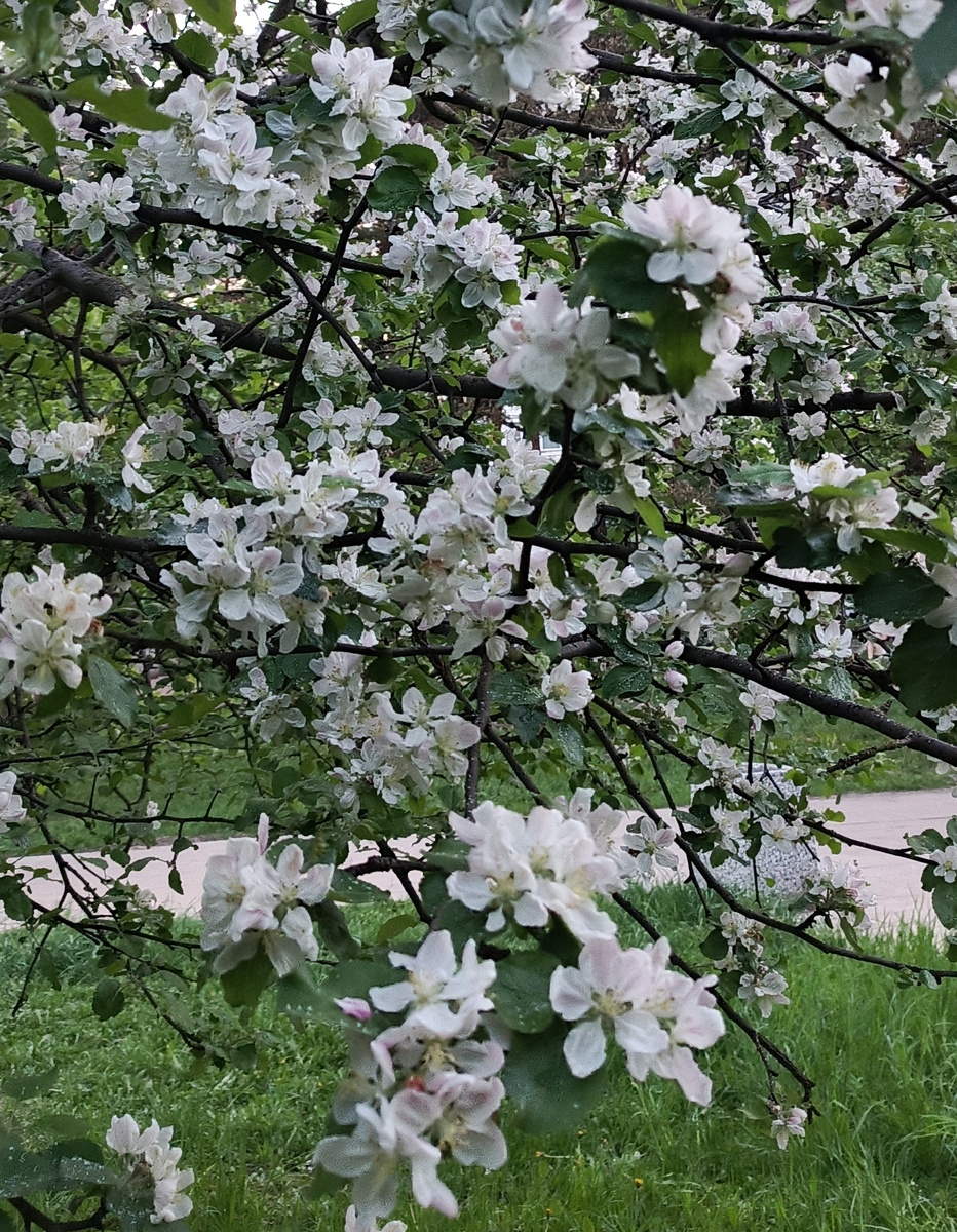 Яблони в, цвету в нашем городе