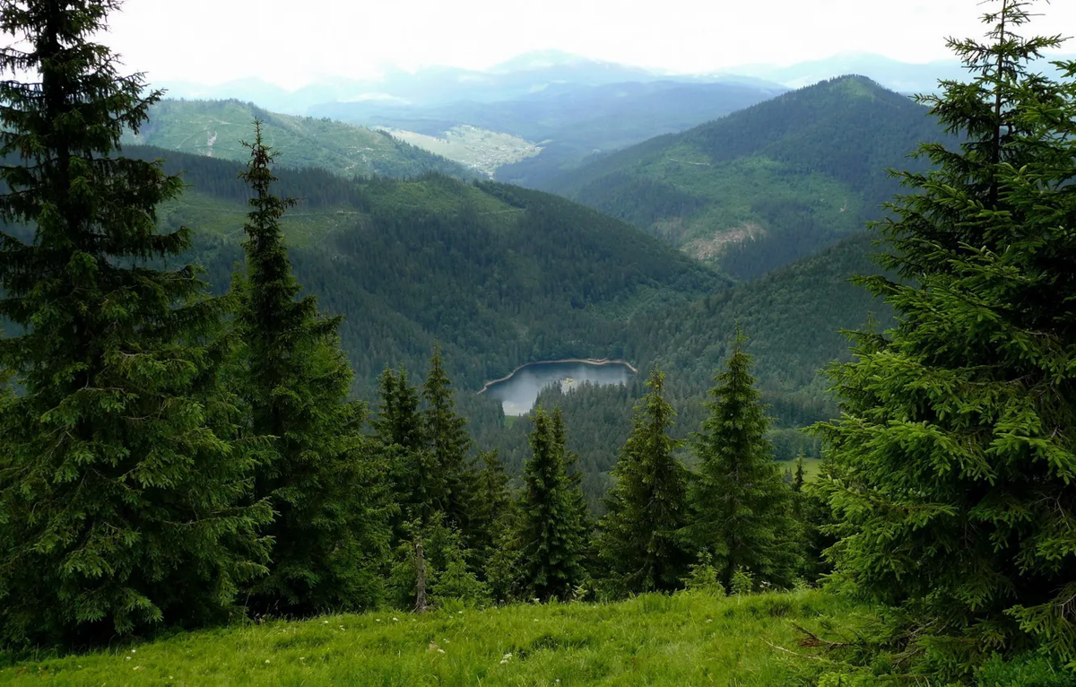 Лес на Западной Украине