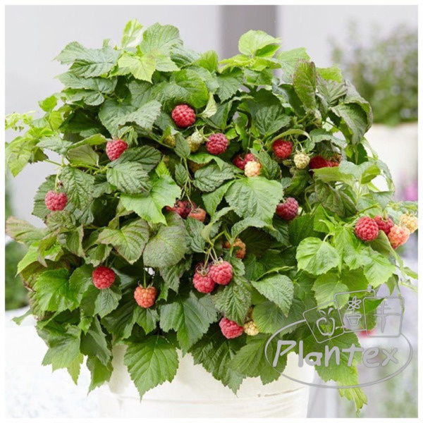   📷
