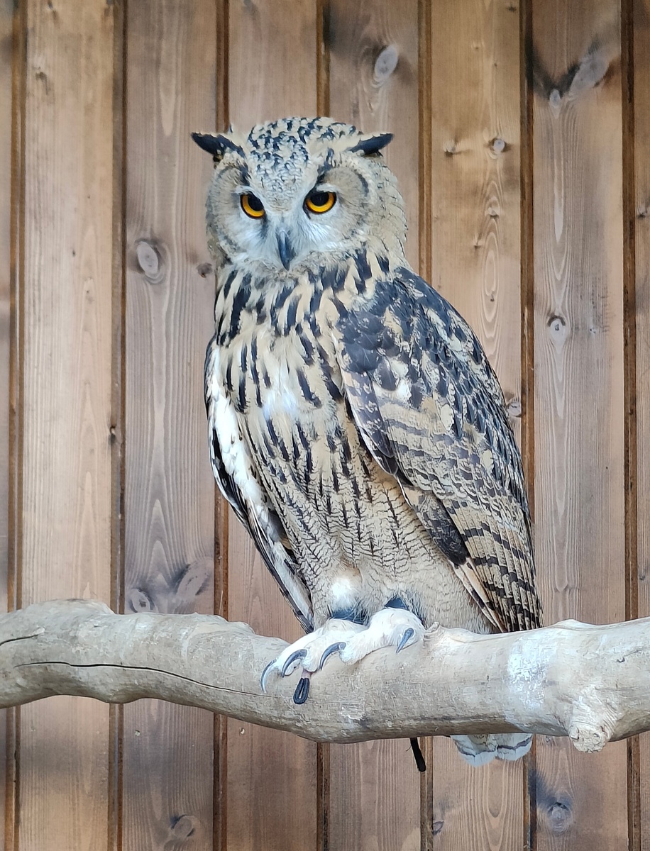 Обыкновенный филин (Bubo Bubo) один из самых крупных видов совообразных. 