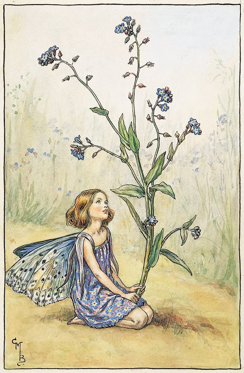 1. The Forget-Me-Not Fairy - Flower Fairies. Открытка конца XIX-начала ХХ века. Иллюстрации из открытых источников, коллажи авторские.
