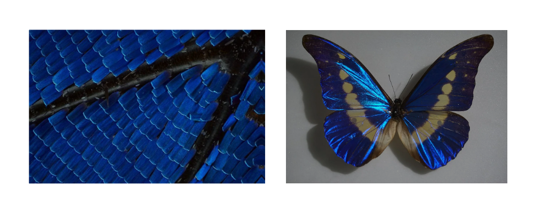 Макросъемка крыла бабочки Morpho, где видна чешуйчатая структура, напоминающая уложенную черепицу или жалюзи