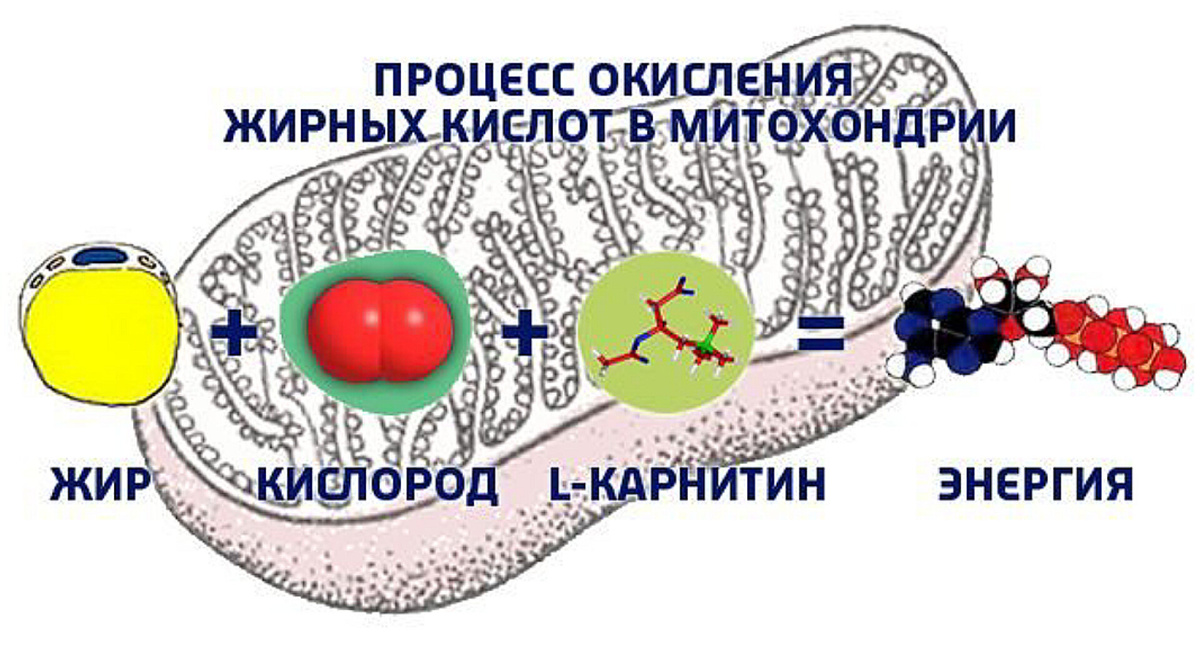 Фото из интернета.