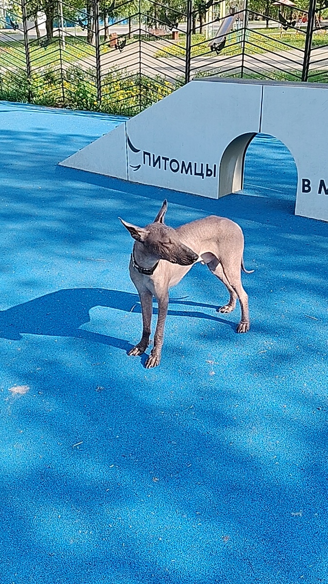 Мой новый друг с японским именем Кибо