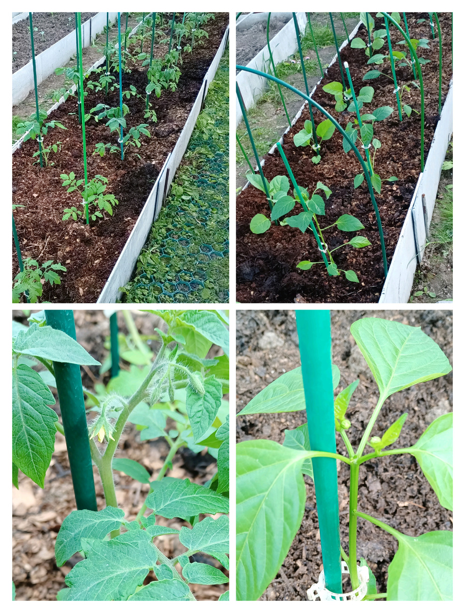 После посадки замульчировал конской подстилкой. Один 🍅 уже цветет, у перца - бутоны. Коронный цветок, конечно удалил!