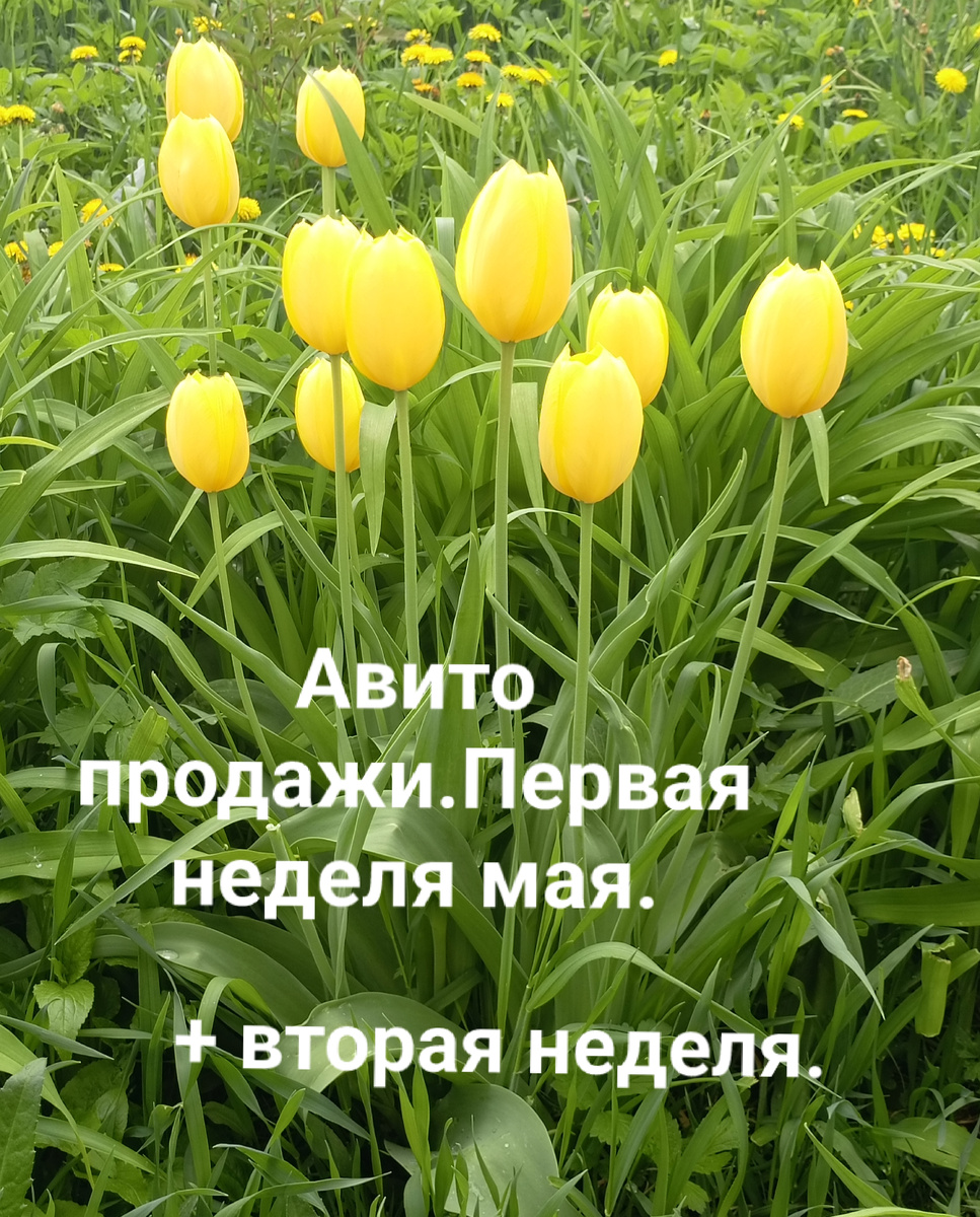 Эти тюльпаны я фоткала по дороге на работу, очень они нежные.