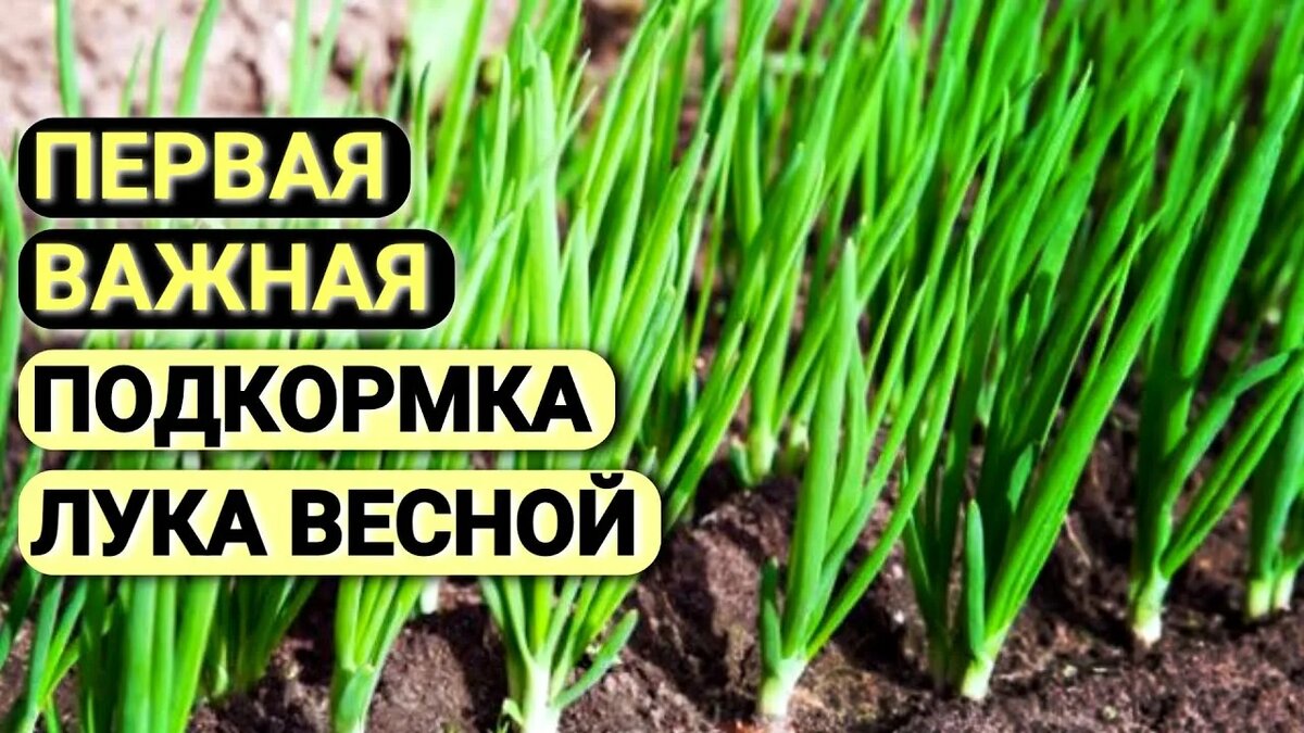 подкормка лука