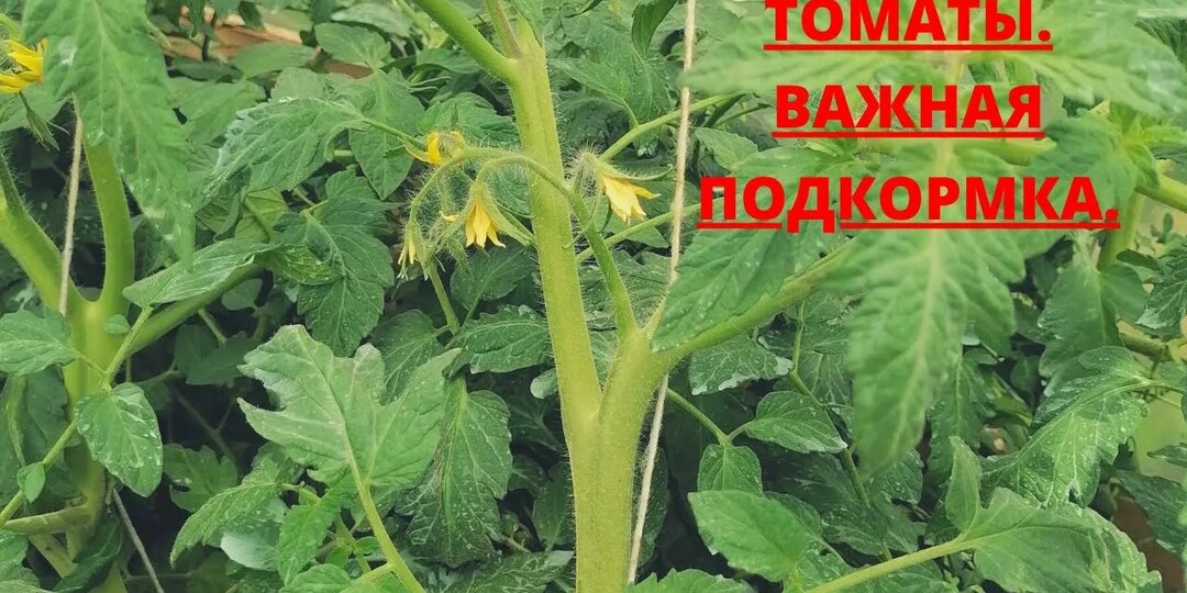 Чем подкормить томаты для завязывания плодов: биология опыления и технология управляемого питания