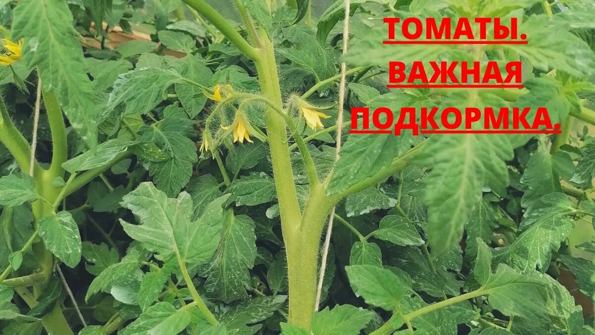 подкормка томатов