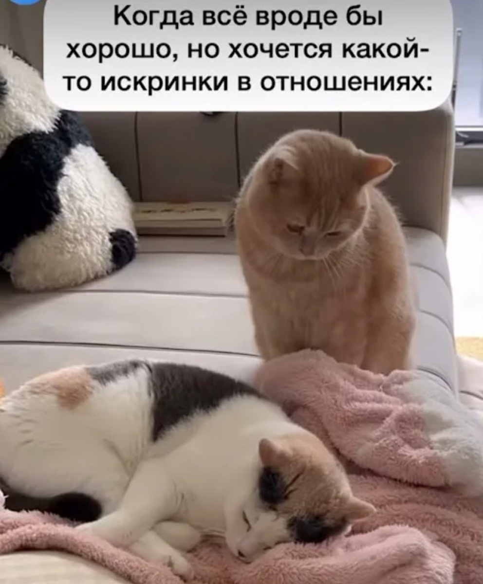 Коты, --взято из интернета с целью ознакомления. 