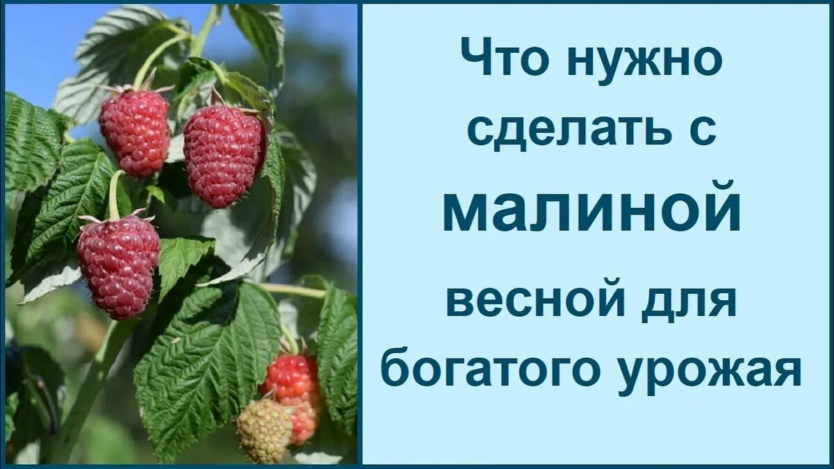 подкормка малины для урожая