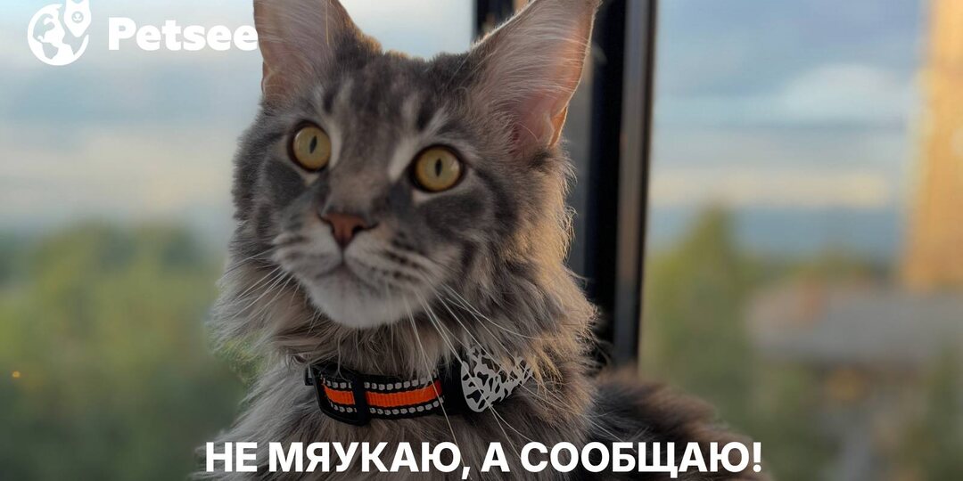 Кошка вдруг начала ходить по дому и громко мяукать?