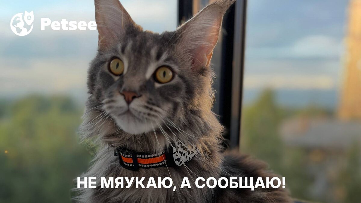 Кошка вдруг начала ходить по дому и громко мяукать? Когда это нормально, а когда уже тревожный сигнал